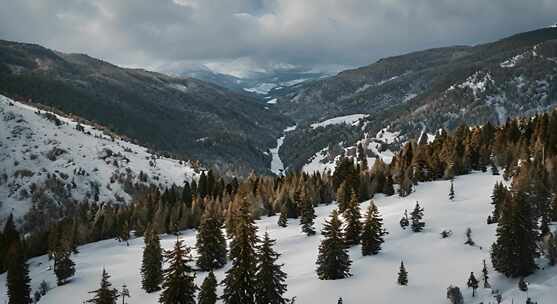 冬天雪地特写雪天风景下雪风光唯美冬季雪景