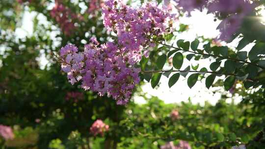 夏日里阳光下的花树格外美丽
