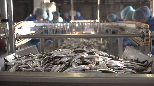 鱼罐头生产线