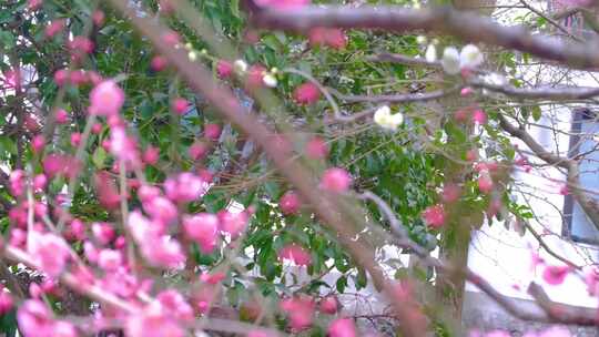 植物园公园梅花花朵开花春天风景视频素材视频素材模板下载
