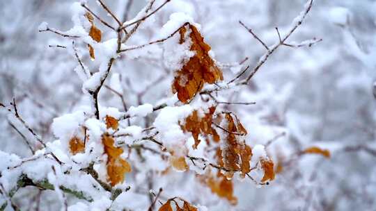 被雪覆盖的树上有叶子