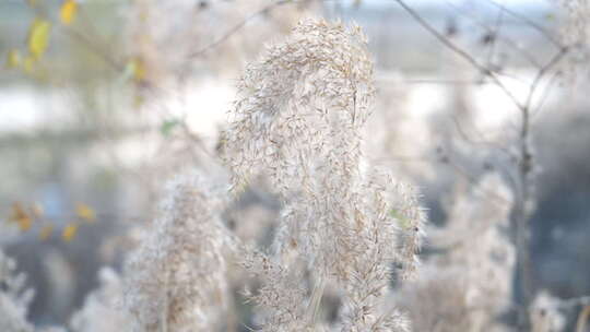 芦苇 禾本科 花 干芦苇 被子植物 芦苇毛