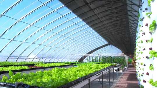 温室大棚内蔬菜种植场景