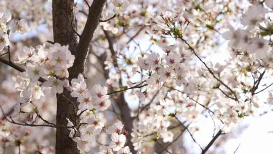 春天公园里樱花盛开