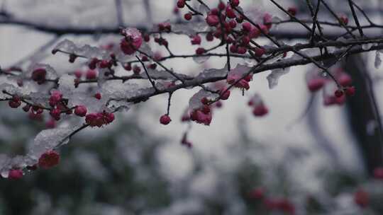 冰雪红梅雪中梅花18