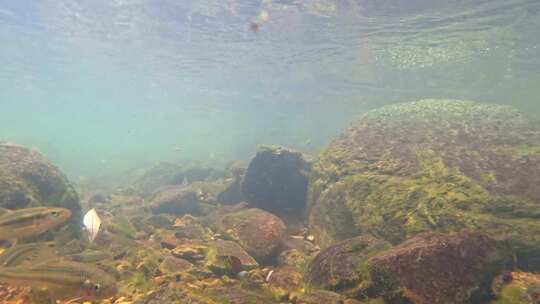 水下摄影水底鱼群-小河鱼群-自然生态视频素材模板下载