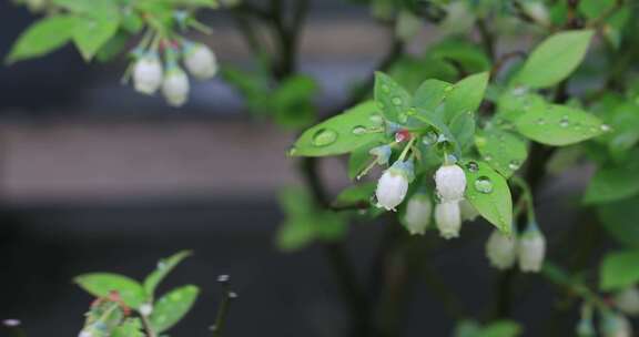 春天带雨珠的蓝莓花