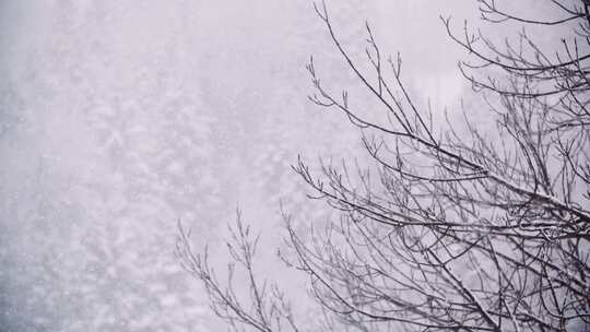 雪花飘飞掉落到积雪的森林里