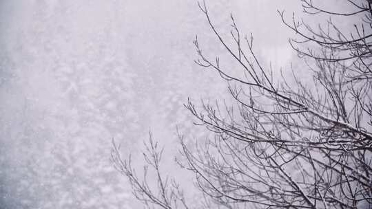 雪花飘飞掉落到积雪的森林里视频素材模板下载