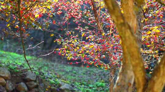 山茱萸种植成熟果实实拍