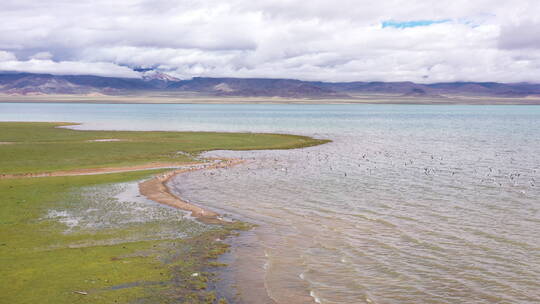 西藏 阿里北线 一错再措高原湖天上阿里海鸥
