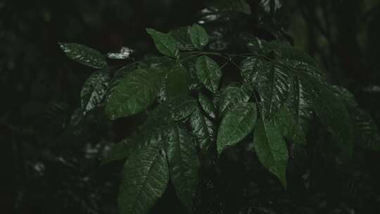 雨中的植物