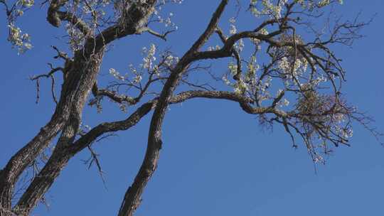 蓝天下开花的梨树