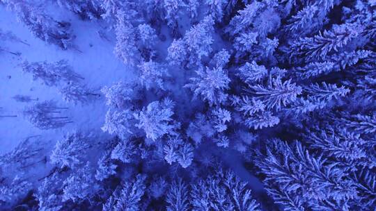 空中拍摄的森林覆盖在雪视频素材模板下载