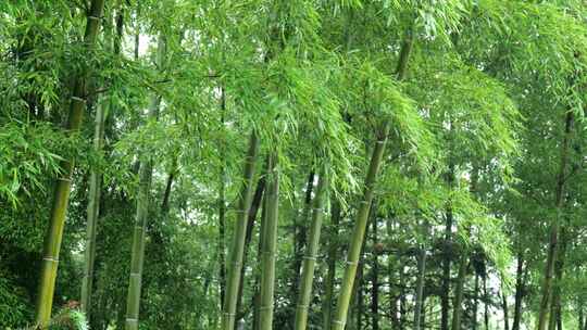 竹林竹叶禅意下雨天唯美空镜