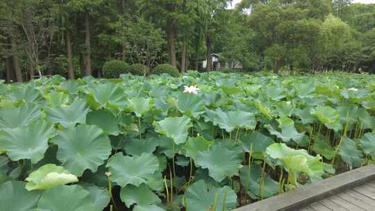 农业种植夏日植物荷花荷叶莲藕实拍