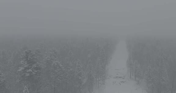 广阔雪林全景