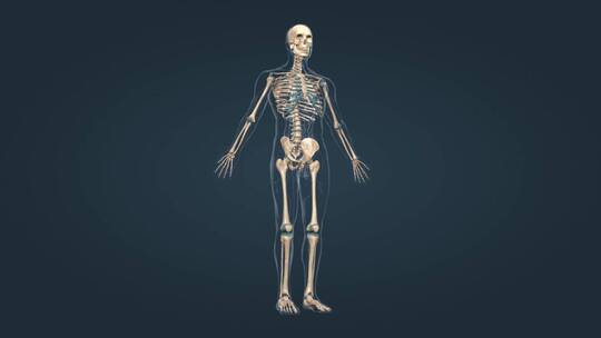 人体骨架骨骼骨连接组成3