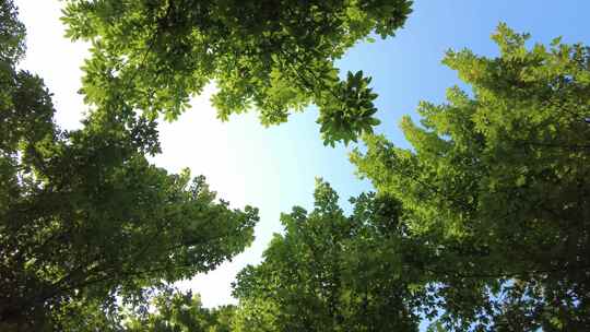 城市绿化夏日阳光树枝树叶植物鲜花实拍