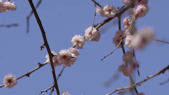 【镜头合集】北京植物园桃花梅花樱花粉色