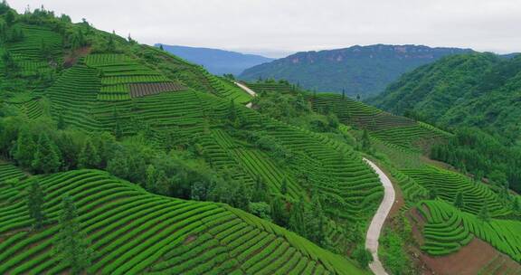 峨眉山下茶园航拍