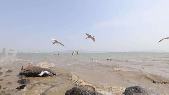 海鸥在海边盘旋飞翔