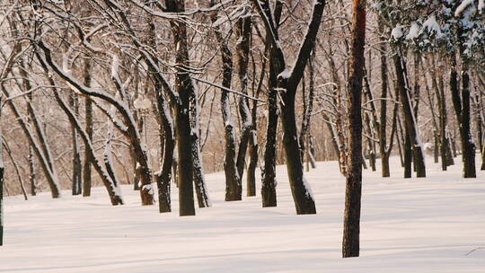 积雪覆盖公园里的树木