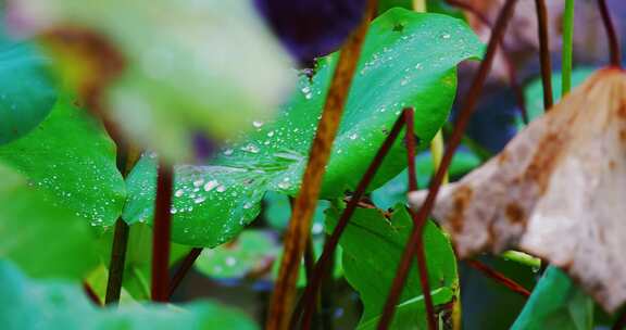 雨后荷叶上的露水珠