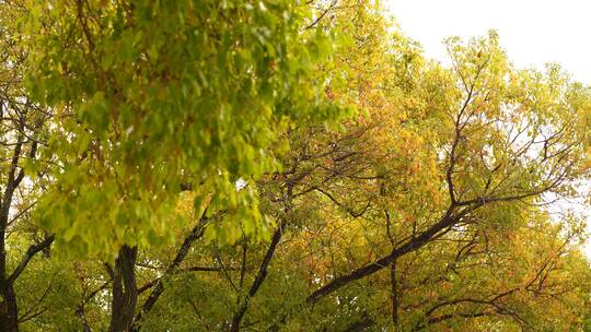秋天泛黄的树叶秋意来临金黄色叶子意境树林视频素材模板下载