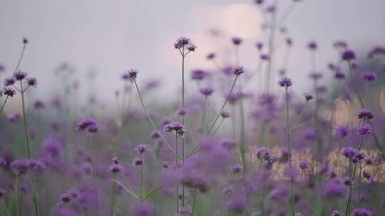 紫色植物柳叶马鞭草