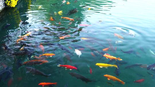 济南五龙潭公园游客喂食在水中游动的锦鲤