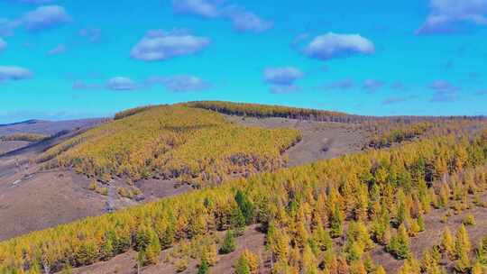 4k航拍大兴安岭阿尔山秋景