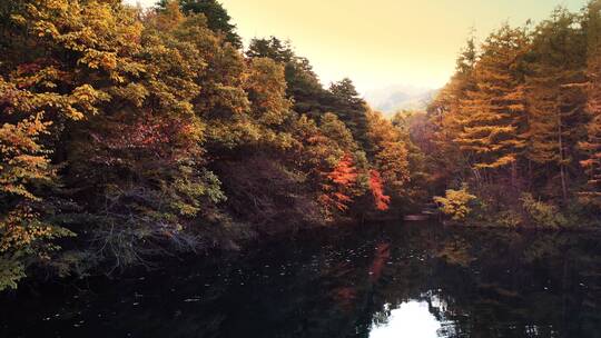 秋天树林美景航拍视频素材模板下载
