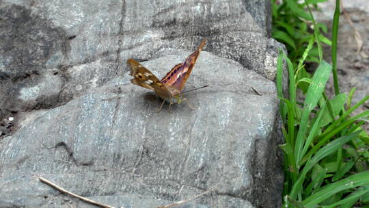移动镜头落在岩石上的蝴蝶特写
