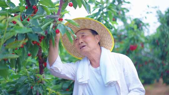 农民采摘樱桃 农业丰收 农民笑脸