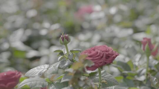 温室花卉LOG视频素材