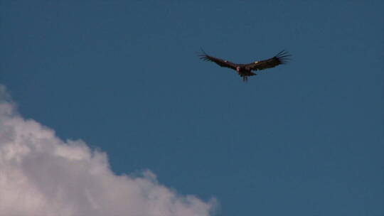 老鹰翱翔在大峡谷国家公园上空视频素材模板下载