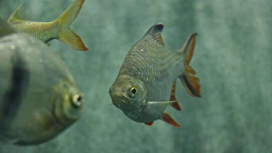 泰国鲫双线鲫鱼水族馆鱼类热带鱼特写