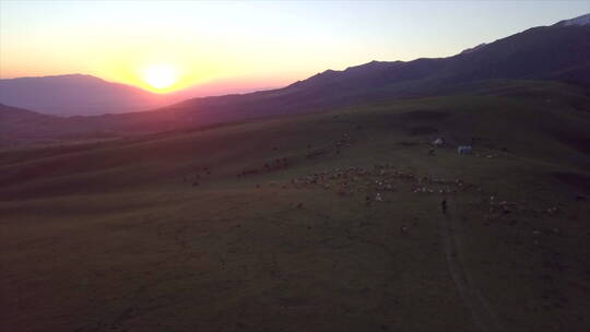新疆伊犁牧场 日出 牧民山上放牧 牛群