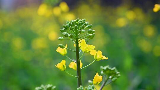 黄色油菜花田与采蜜蜜蜂