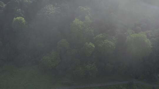 树林森林晨雾 大雾