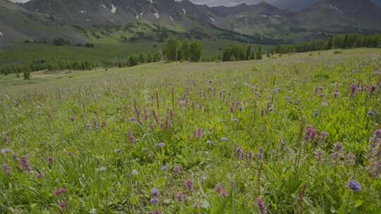 野山 草地 花朵