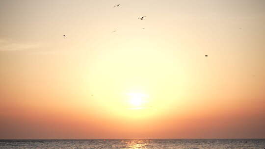 夕阳大海海鸥飞翔晚霞美景