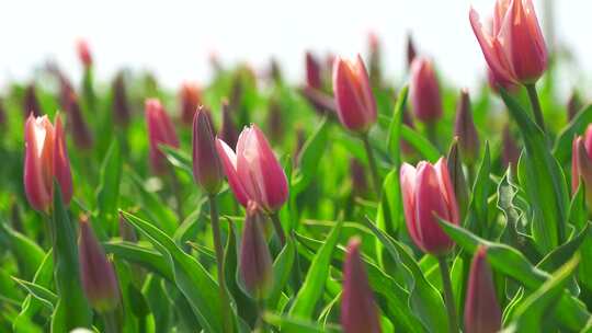 春天治愈系的湖水边逆光明亮郁金香花海