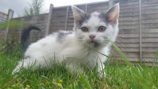 草地上的小奶猫