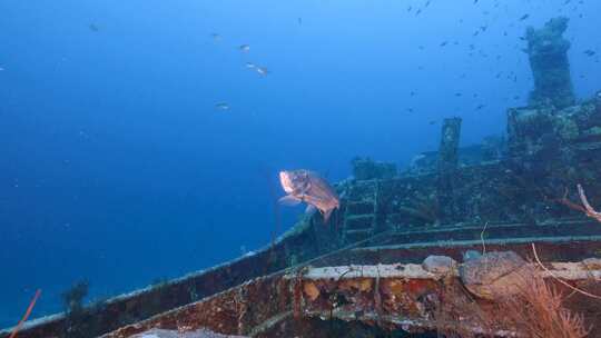 Tarpon、鱼、水下、沉船