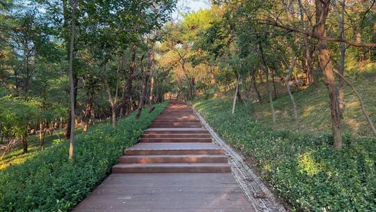 前行在森林氧吧绿道中