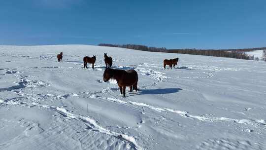 冬天山野雪地自由放牧的马群