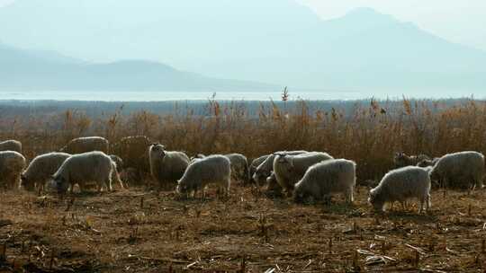 养羊放羊牧羊山区冰河北方冬季羊群