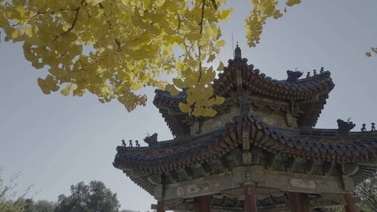 北京秋天 古建筑秋景 秋天银杏